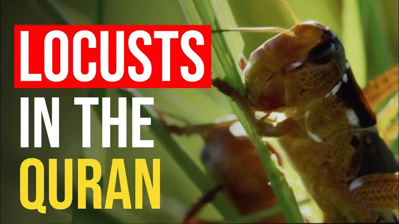 Incredible Example Of Locusts In The Quran 13 incredible example of locusts in the quran