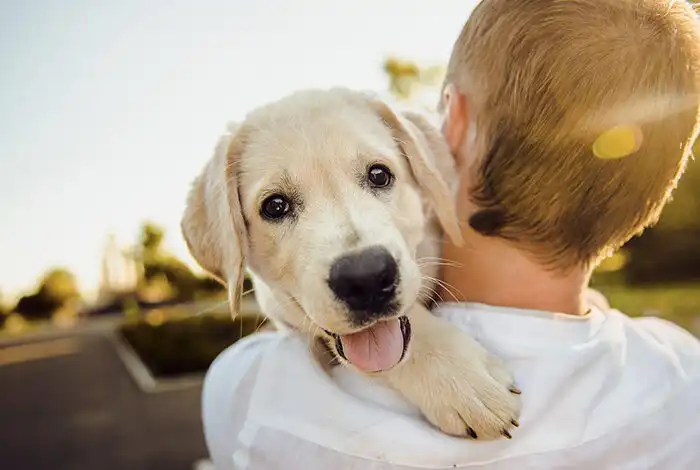 What Is The Islamic Stance On Dogs? | Facts About The Muslims &Amp; The Religion Of Islam 13 facts about the muslims & the religion of islam – toll-free hotline 1-877-why-islam logo