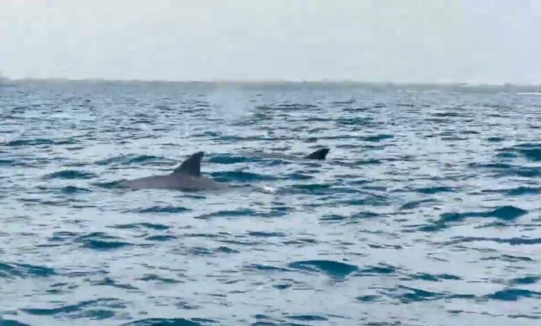 Dr Zakir Naik Sailing Close With The Dolphins In The Indian Ocean Near Wasini Island In Kenya 13 dr zakir naik sailing close with the dolphins in the indian ocean near wasini island in kenya