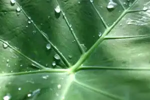 the quran as a text in rhythm with nature
