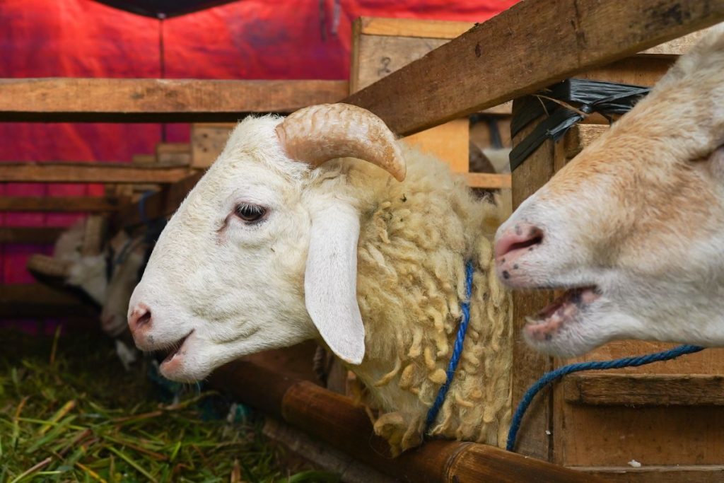 1745878286 737 is it compulsory to sacrifice on eid al adha