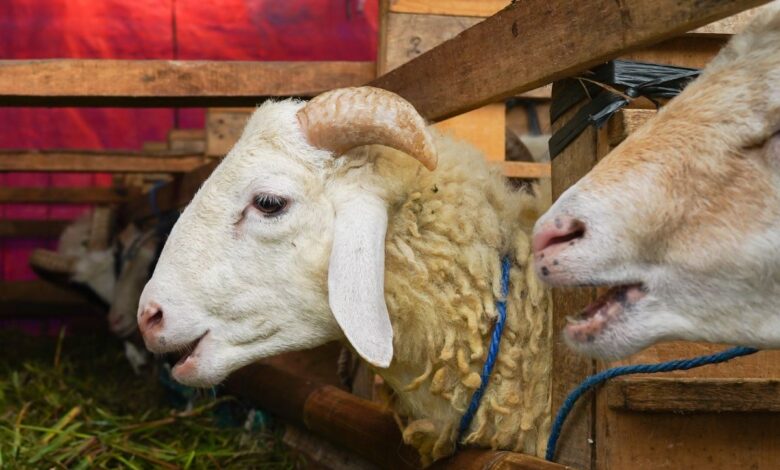 what do you sacrifice on eid al adha? a complete guide
